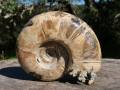 1 Fossil AMMONIT IRISIEREND (200...