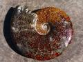 1 fossile AMMONITE (200-250 mill...